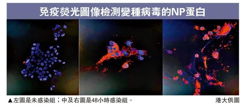 香港新增1例感染Omicron毒株病例 已成功培养变异毒株_图1-3