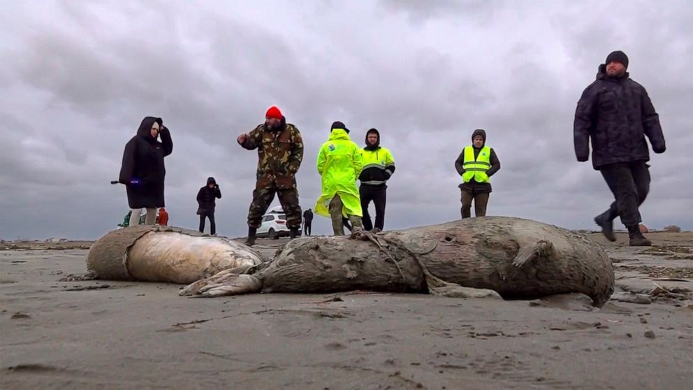俄罗斯里海沿岸发现1700只死海豹尸体_图1-1