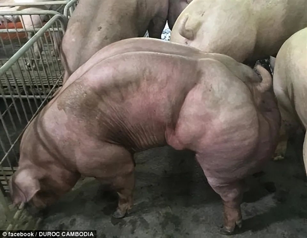 中国“肌肉猪”卖到8万元：国内没人吃 国外奉为极品