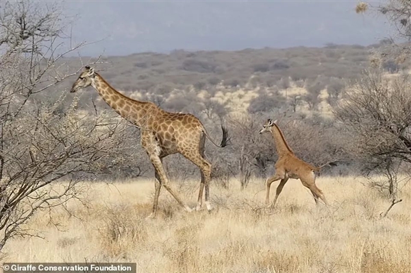 美国诞生纯色长颈鹿 专家：必须终身圈养 为了它好